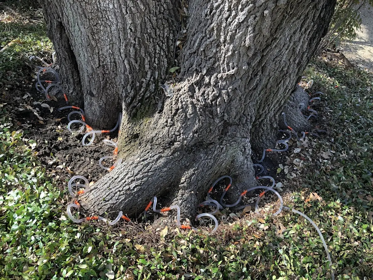 Detailed Tree Cabling and Bracing job site in Fitzhugh